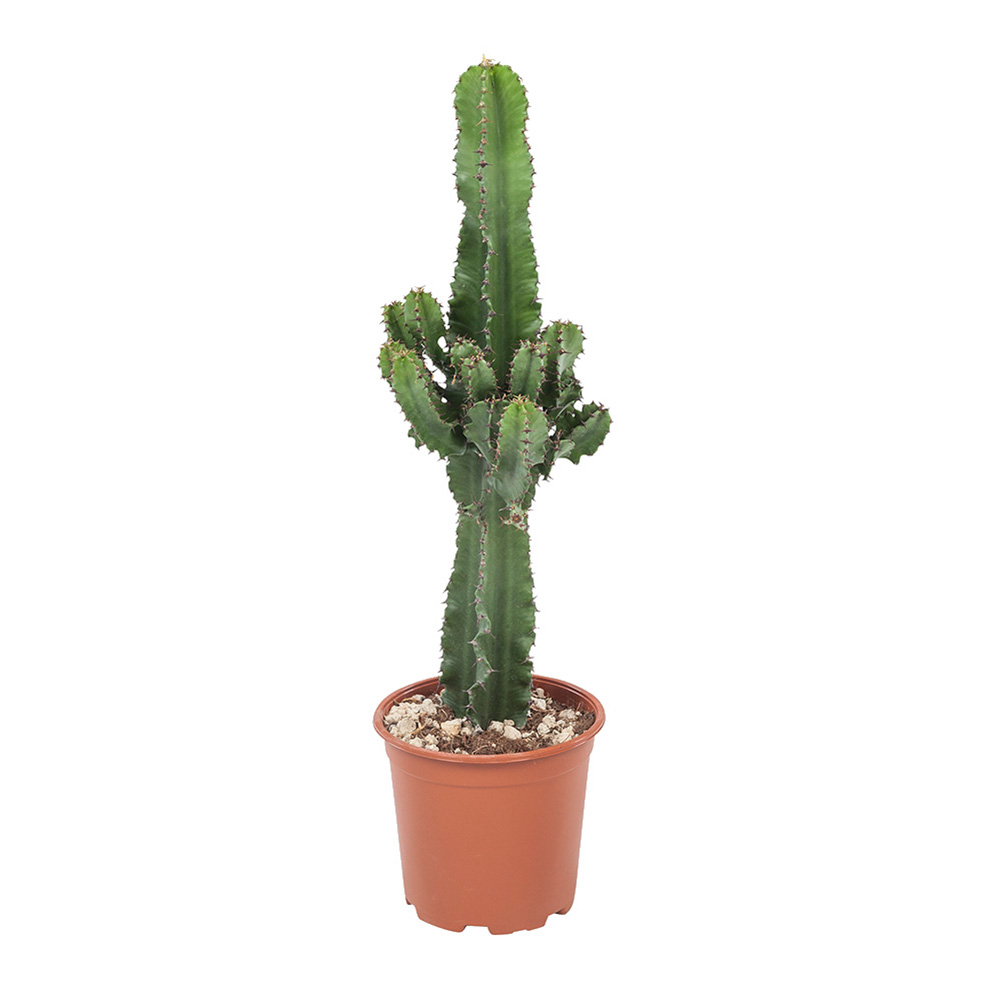Dagaanbieding - Cactus Euphorbia Wolfsmelk dagelijkse koopjes
